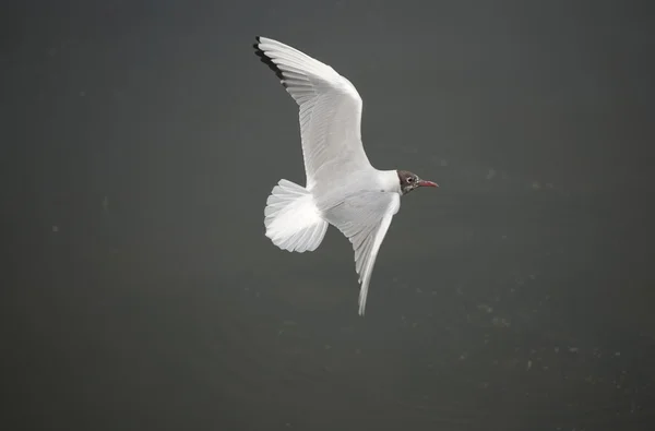 De Kokmeeuw — Stockfoto