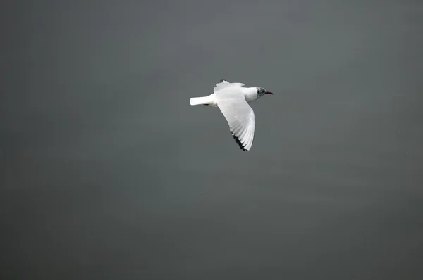 De Kokmeeuw — Stockfoto