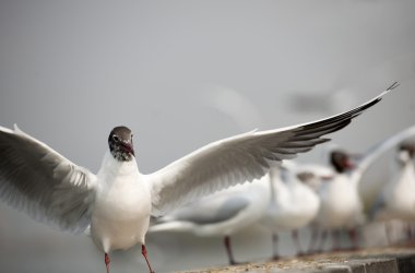 sevimli kırmızı gagalı martı