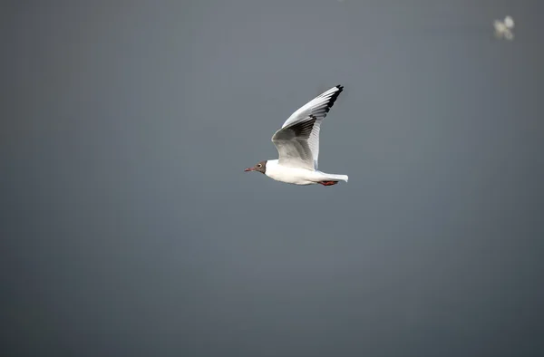 A Gaivota Cabeça Negra — Fotografia de Stock