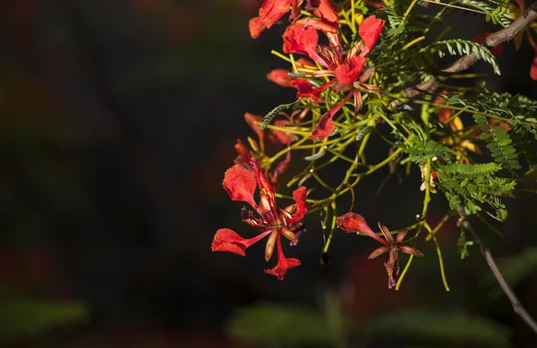 The beautiful Delonix regia — Stock Photo, Image