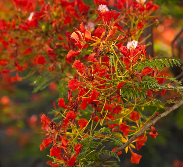 Die schöne delonix regia — Stockfoto