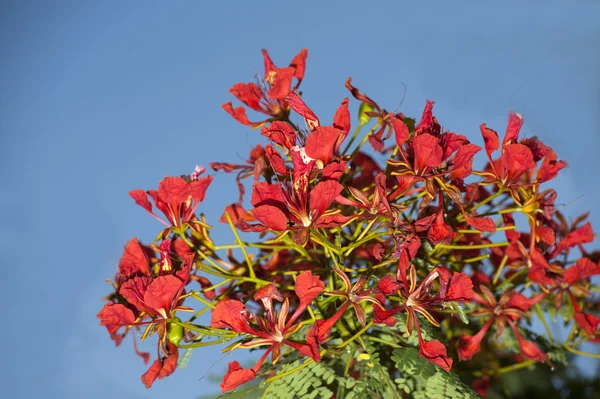 Die schöne delonix regia — Stockfoto