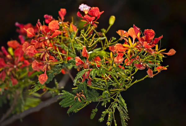 The beautiful Delonix regia — Stock Photo, Image