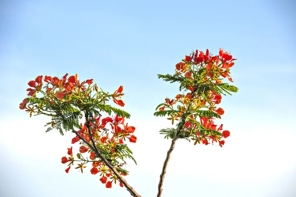 Die schöne delonix regia — Stockfoto