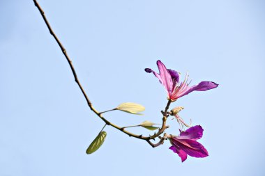 güzel bauhinia çiçek