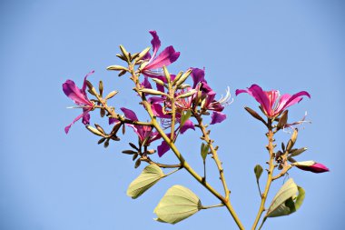 güzel bauhinia çiçek