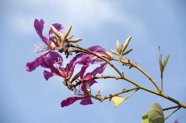güzel bauhinia çiçek