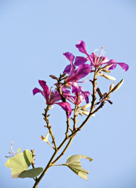 güzel bauhinia çiçek