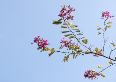 güzel bauhinia çiçek