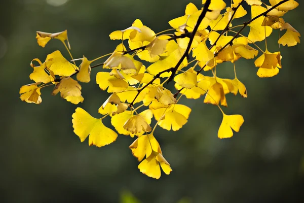 Feuille de ginkgo biloba — Photo