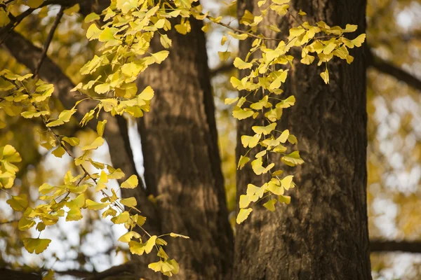 Hoja de Ginkgo biloba — Foto de Stock