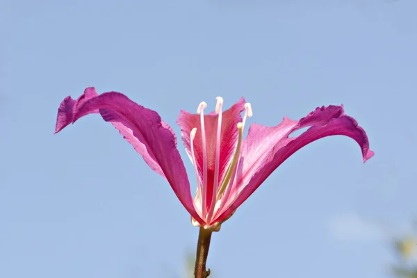 La hermosa flor de bauhinia — Foto de Stock