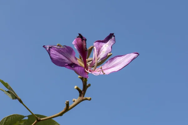 Bauhinia piękny kwiat — Zdjęcie stockowe