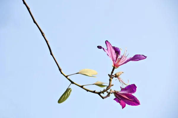 A bela flor de bauhinia — Fotografia de Stock