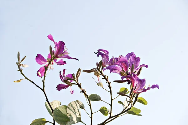 The beautiful bauhinia flower — Stock Photo, Image