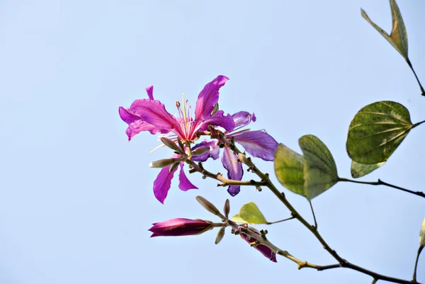 美丽的紫荆花 — 图库照片
