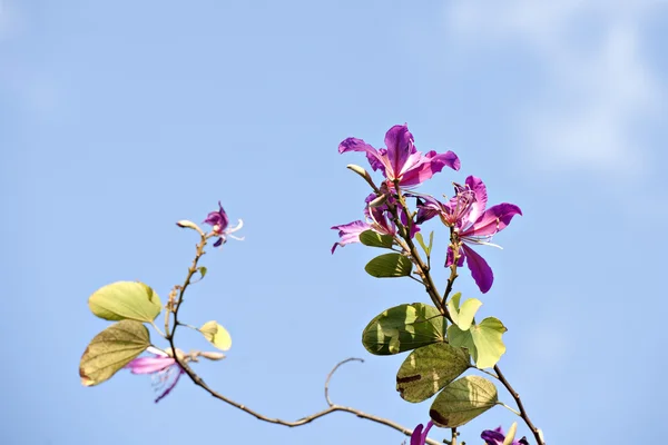 The beautiful bauhinia flower — Stock Photo, Image