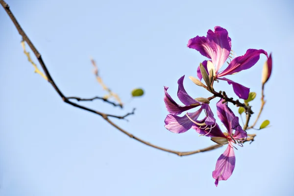 A bela flor de bauhinia — Fotografia de Stock