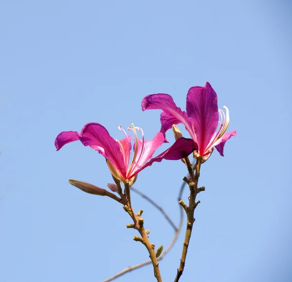 The beautiful bauhinia flower — Stock Photo, Image