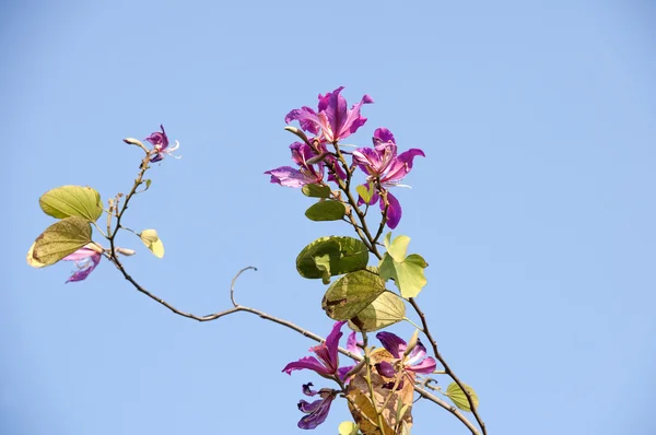 The beautiful bauhinia flower — Stock Photo, Image