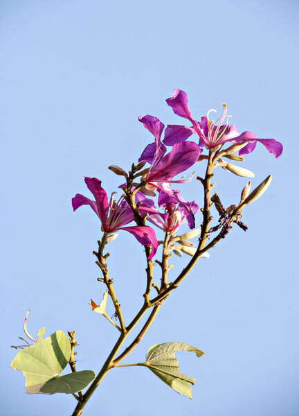 the beautiful bauhinia flower