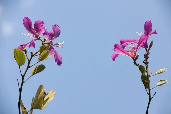 The beautiful bauhinia flower — Stock Photo, Image