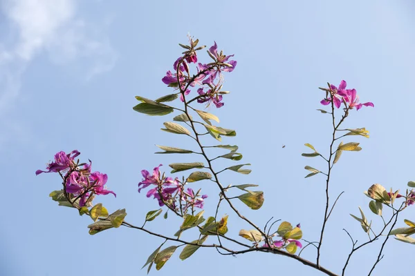 The beautiful bauhinia flower — Stock Photo, Image