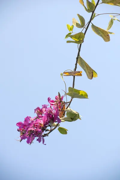 Die schöne Bauhinia-Blume — Stockfoto