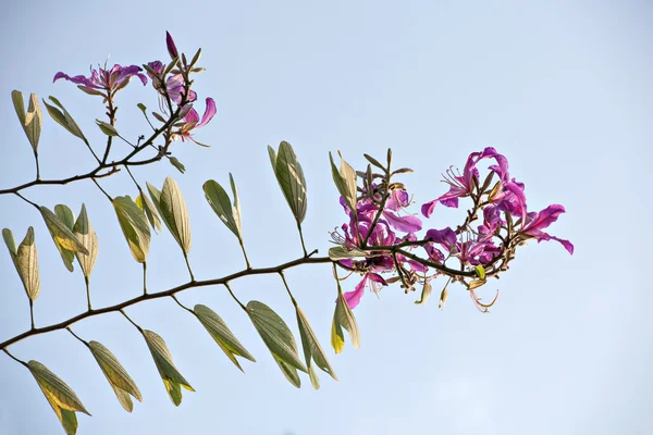 The beautiful bauhinia flower — Stock Photo, Image