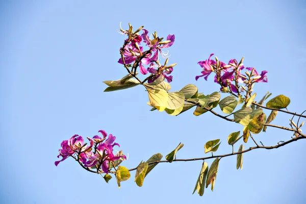 The beautiful bauhinia flower — Stock Photo, Image