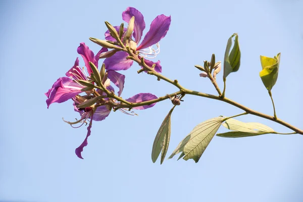 Die schöne Bauhinia-Blume — Stockfoto