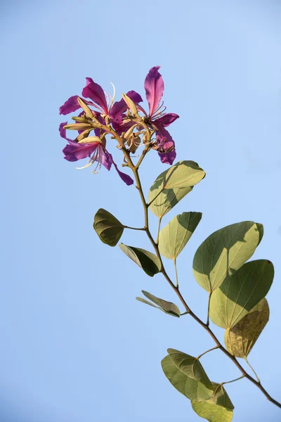 The beautiful bauhinia flower — Stock Photo, Image