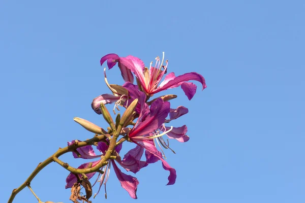 Il bellissimo fiore di bauhinia — Foto Stock