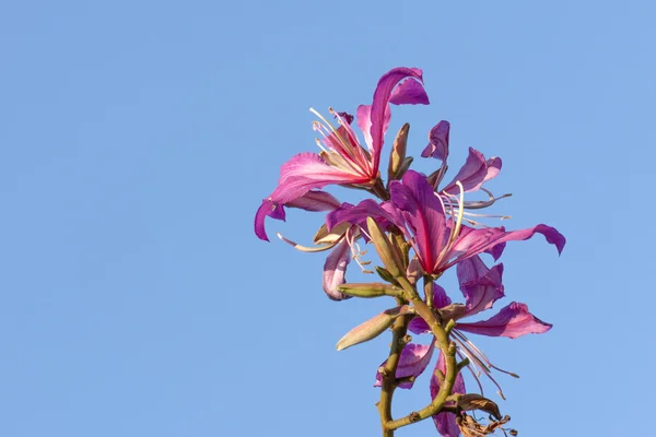 美丽的紫荆花 — 图库照片