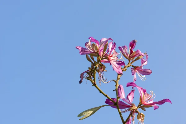 The beautiful bauhinia flower — Stock Photo, Image