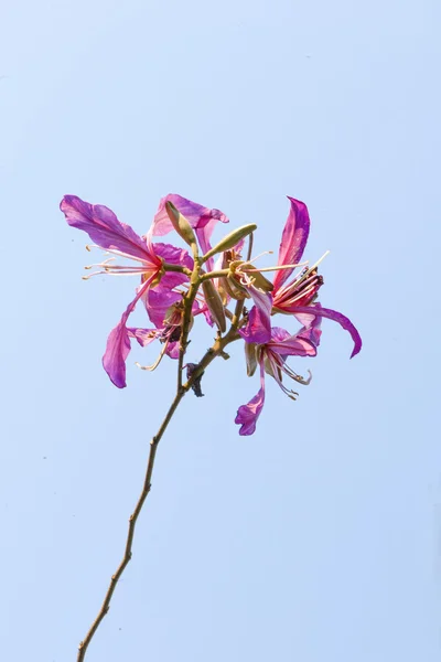 Il bellissimo fiore di bauhinia — Foto Stock