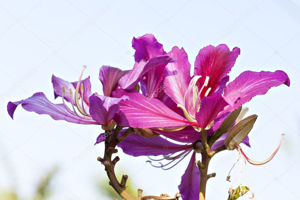 the beautiful bauhinia flower