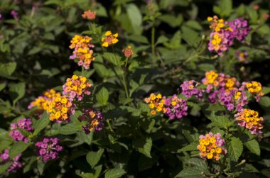 güzel tropikal bitki