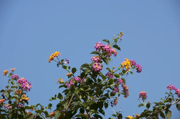 La bella pianta tropicale — Foto Stock