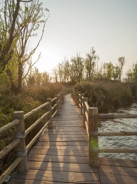 Wetland walkway path — Stock Photo, Image