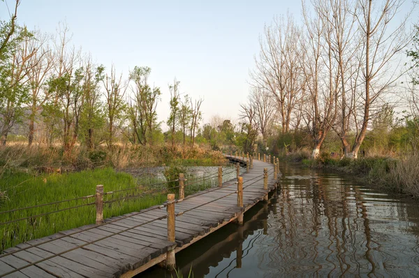 Wetland walkway path — Stock Photo, Image