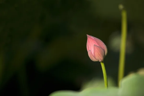 Flor de planta de verano — Foto de Stock