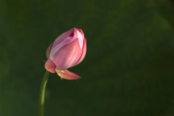 Fleur de plante d'été — Photo