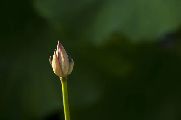 Fiore della pianta estiva — Foto Stock