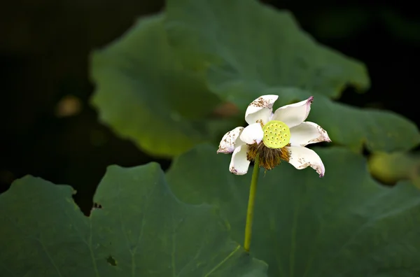 Zomer plant bloem — Stockfoto