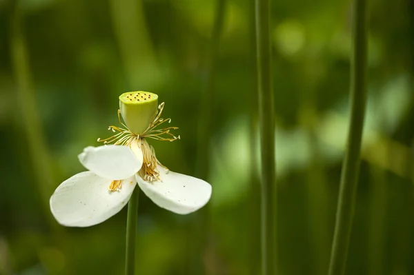 Fleur de plante d'été — Photo