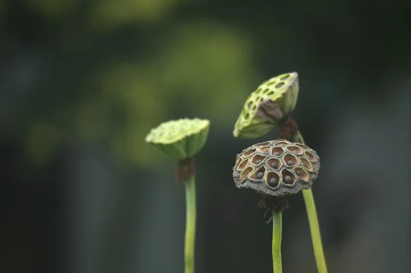 Fiore della pianta estiva — Foto Stock