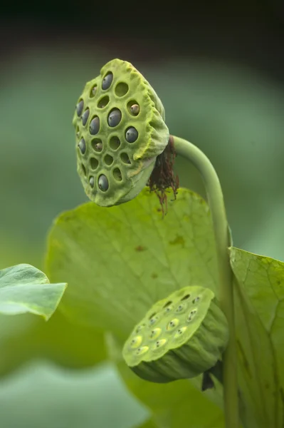 Fiore della pianta estiva — Foto Stock