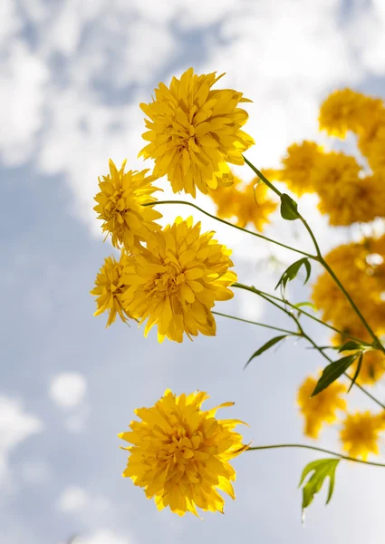 Chrysant Stockafbeelding